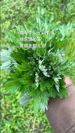 ヨモギという薬草