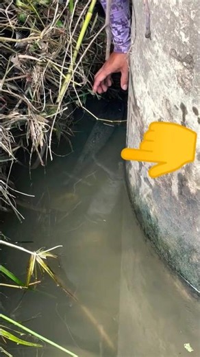 fish fishing fish catching Fish Hunting fishes videos fish videos YouTube short videos # #hugefish