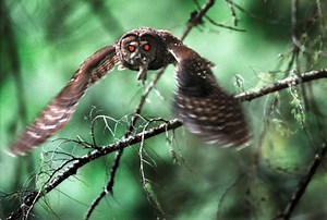 Opinion: Spotted owl protections didn’t kill logging jobs;  timber industry did