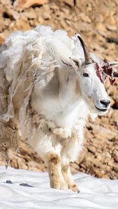 21K views · 127 reactions | 2023 review—crazy mountain encounter!...