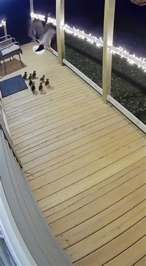 Duck Dad vs Hawk 🦆🦅🔥