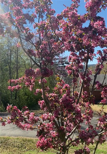 Spring Blooms of Cranberry Profusion Crab Apple Tree