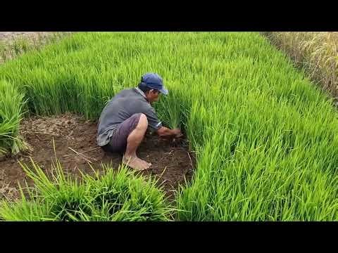 AMAZING FARMING SKILL! HARVESTING RICE SEEDLINGS WITHOUT TOOLS-agriculture farming