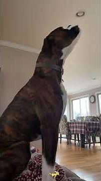 You’ve Never Heard a Dog Bark Like This 😂🐶