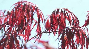 Beautiful summer red tree leaves swinging in the wind