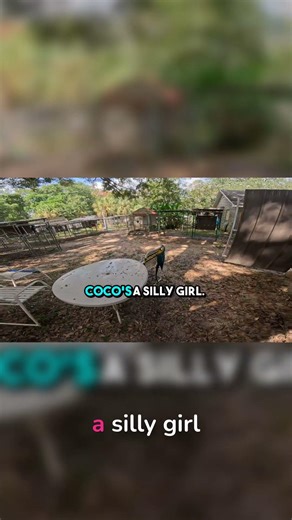 Coco the Silly Bird: My Feathered Friend's Antics!
