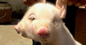 10 Bizarre Birth Mutations In Animals