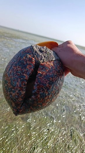 Exploring the Inner Beauty of a Geode