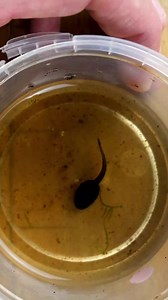 966K views · 10K reactions | Making a little aquarium for some tadpoles | Worcester Terrariums | Facebook