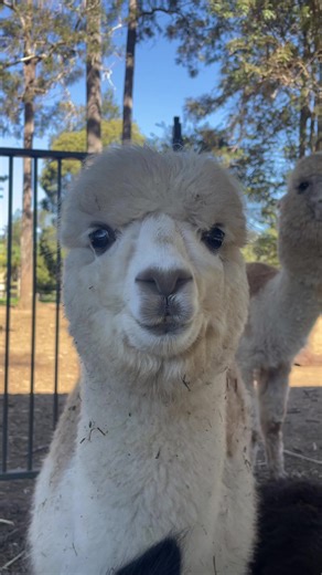 Meet Splash: Adorable Baby Alpaca at Our Farm