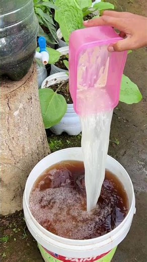 Fertilization of merang onions using POC of leach water and rice washing water. #gardening #onion