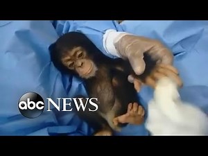 Woman is "Mother" to 50 Orphaned Chimps | Gives "Baby" First Bath.