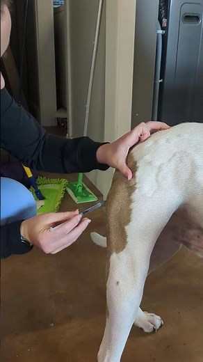 YTI Skill 22 : Administer Intramuscular Injection Canine