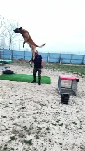 train to dog jumping on my way #viralvideo #youtubeshorts #shorts