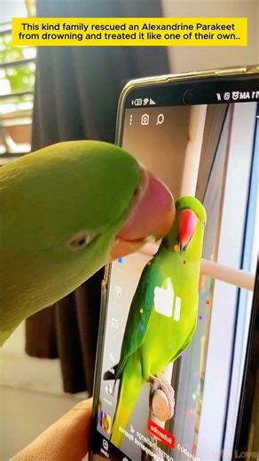 The rescue of an Alexandrine Parakeet.#parrot #birds #wildliferescue #rescue #pet #animals #lovebird