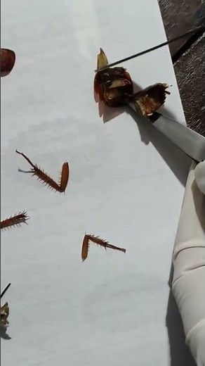 Cockroach Dissection Practical | Class 11 Biology #CockroachDissection #BiologyPractical #science