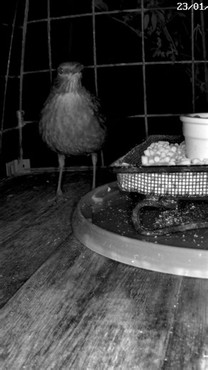 Fierce Creatures #blackbird