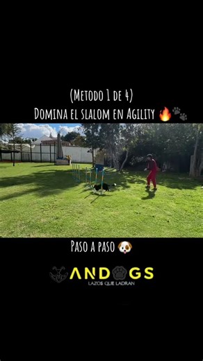 Paso a paso como se Domina el slalom en Agility 🐾❤️‍🔥#agility#Agilitycolombia #amorperruno#slalom