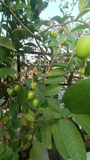 We Have A Problem: The 2020s Crisis Explained#shorts #garden #gameape