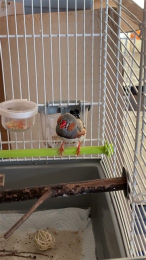 Zebra finch calling