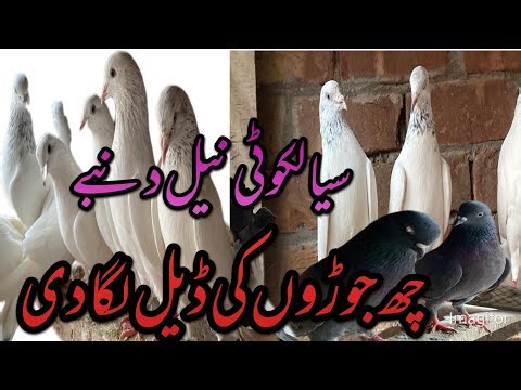 ￼ Saal Koti salman nezeer￼ pigeon#birdsmarket #kabootar #For sale #pigeon #fancypigeon ￼