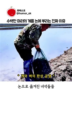 농부들이 수백만 마리의 게를 논에 뿌리는 진짜 이유
