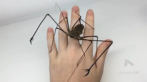 114K views · 268 reactions | Big Bugs Compilation | Viralvideouk | Facebook