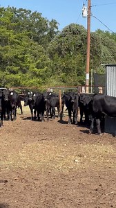 ‼️Commercial Heifers For Sale‼️ We have around 175 open commercial heifers available. Brangus, Black Baldy and Black Motley faces. Give us a call, they won’t last long!! Zach Kalina 361-772-6666 Gary Adamek 979-561-6323 | Champions Valley Brangus