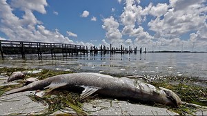 FWC: Red tide still persists along Florida Gulf Coast