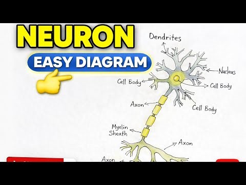 Neuron Diagram 🧠 | Structure of Neuron Easy Drawing Step by Step