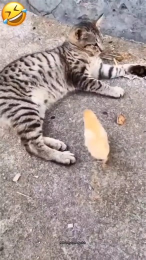 Cat, why are you hitting the chick? #cat #shorts