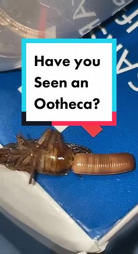 German cockroaches produce so many eggs that develop rapidly leading to an infestation QUICK 😳 #sydney #germancockroach #cockroaches #fyp #viral