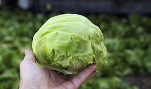TikTok user shares hack to keep lettuce fresher for longer