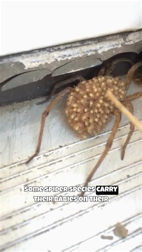 If You See This Spider… DON’T Smash It