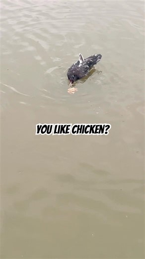 😈Dark Bird Humor⚠️‼️😂