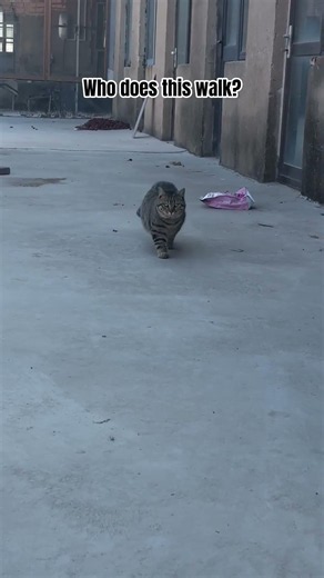 This Cat Walks Like a Supermodel! 😹🐈