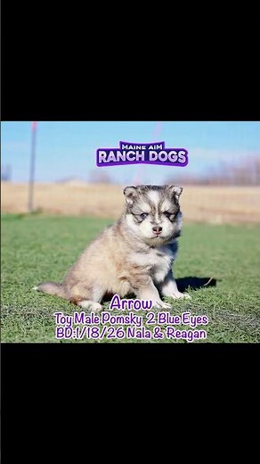 Meet Arrow 💙 Wolf Silver (Agouti) Blue-Eyed Toy/Mini Pomsky Puppy | Maine Aim Ranch Dogs