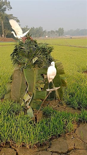 Different techniques for catching birds
