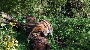The Siberian tiger, Panthera tigris altaica is the biggest cat in the world