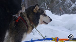 Tyler's dogs are all on the same team, but that doesn't mean they all get along. A new episode of The Last Alaskans drops tonight at 10pm ET on Discovery! | The Last Alaskans