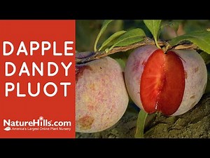 Dapple Dandy Pluot | NatureHills.com