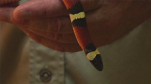 Watch What Do Milk Snakes Eat? on Amazon Live