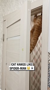 370K views · 4.5K reactions | Cat Hangs Like Spider-Man!  | Wrestling News | Facebook