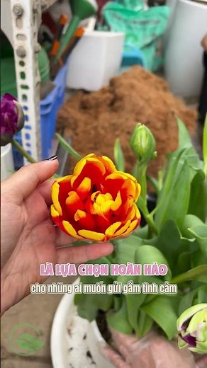 Khám Phá Ý Nghĩa Đặc Biệt Của Hoa Tulip – Biểu Tượng Tình Yêu, Hy Vọng Và Mùa Xuân Trong Mỗi Màu Sắc