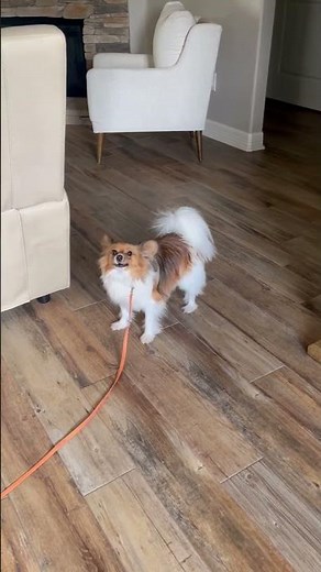 Humane training. #dogcoach