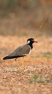 Red-wattled lapwing #birds #reels #nature | 𝐍𝐚𝐭𝐮𝐫𝐞 𝐏𝐡𝐨𝐭𝐨𝐬 𝐁𝐨𝐨𝐤
