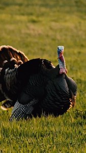 So Snoody. | HuntStand