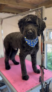 2.1K views · 13 reactions | POV: your client jumps into the bath before you can even ask  Frodo the Labradoodle knows the drill — 3 hours later, he’s soft, shiny, and smelling amazing! ✂️ He’s such a gentle soul and makes grooming days like this one feel easy❤️ | The Grooming Lab | Facebook