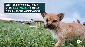 4.6M views · 1.4K reactions | A desert marathoner prepared for every...