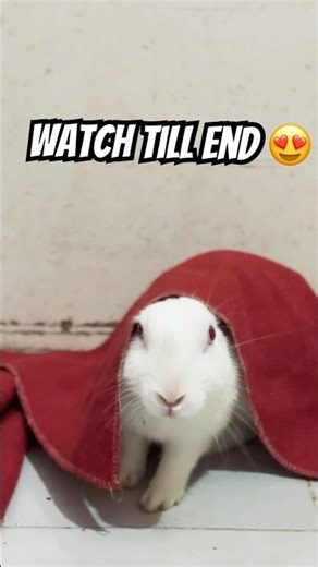 Adorable Rabbits That Will Melt Your Heart